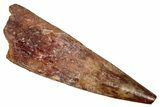 Fossil Pterosaur (Siroccopteryx) Tooth - Morocco #354883-1